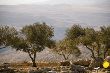 טיולי חברה וימי גיבוש - שפלת יהודה , ראנג'רים, דרבוקות ביער , מצפה הראל